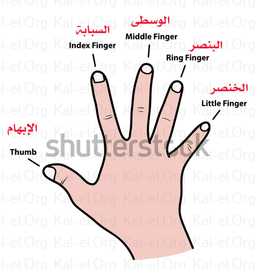 اصابع بالعربية اسماء اليد اسماء اصابع